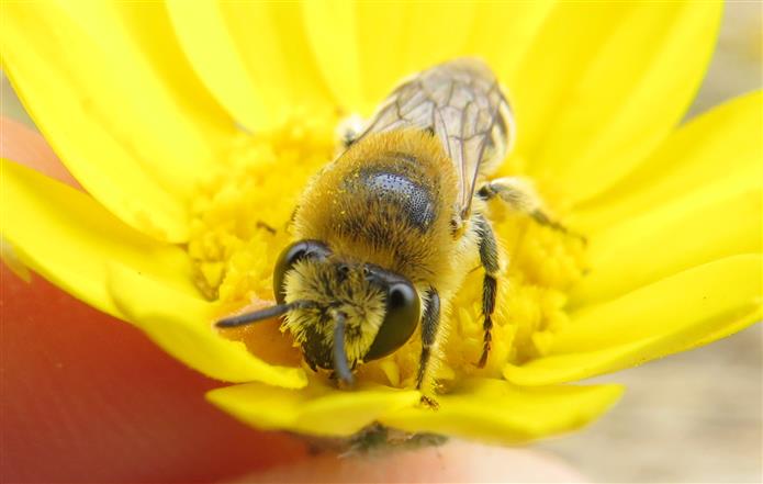 Apidae Colletinae:   Colletes sp., femmina